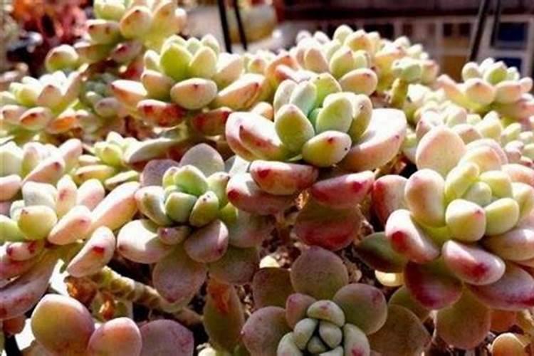 多肉植物施什么肥容易爆盆