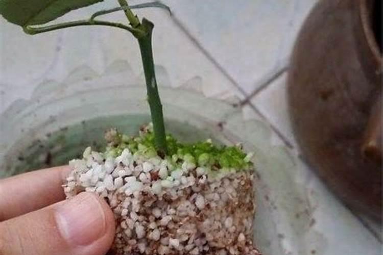 养玛格丽特花注意什么？