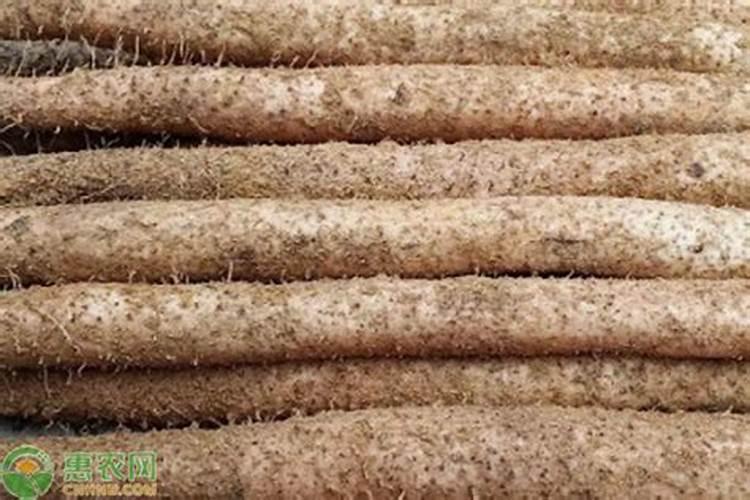 秋季种植淮山什么时候施膨大肥