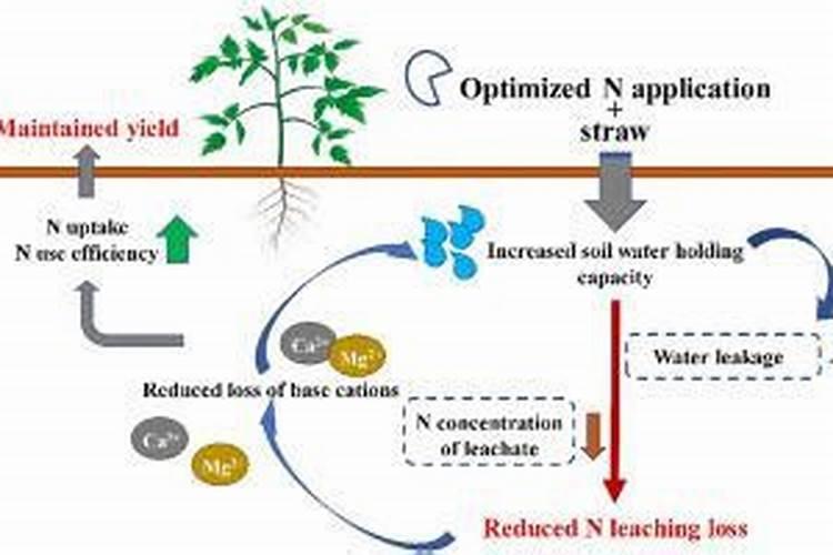 论述氮在土壤中损失的主要途径,如何提高氮肥利用率？