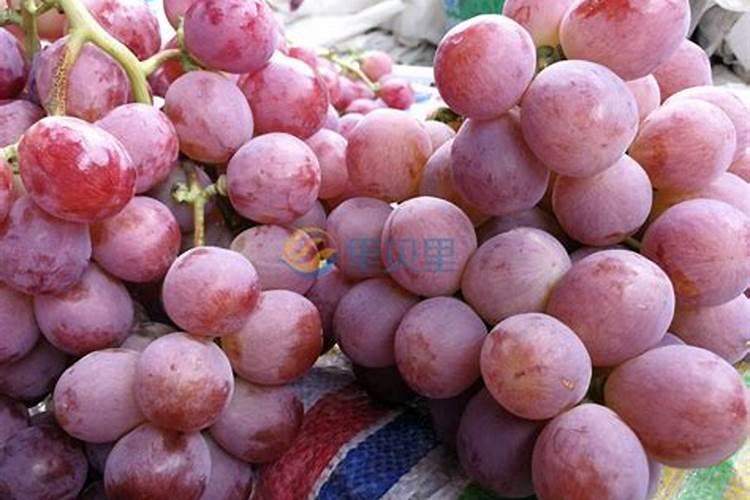 种花生用什么肥料最好,怎么施肥