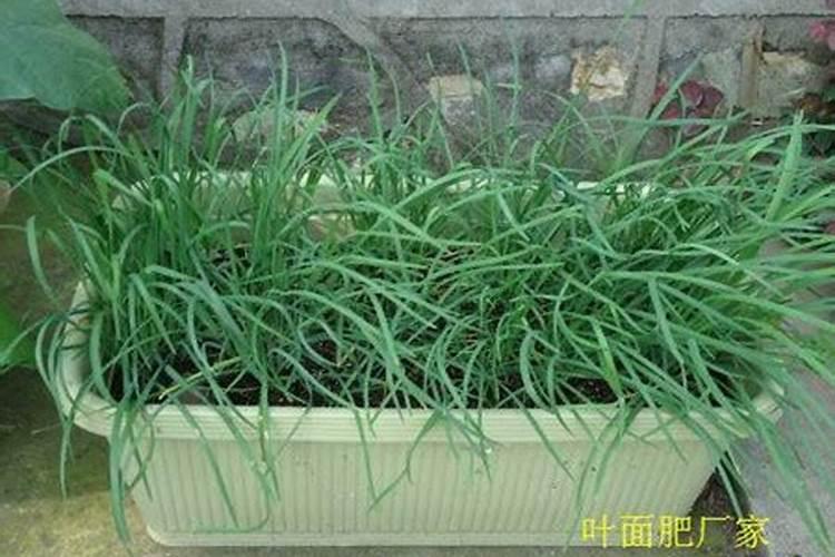韭菜发黄打什么叶面肥