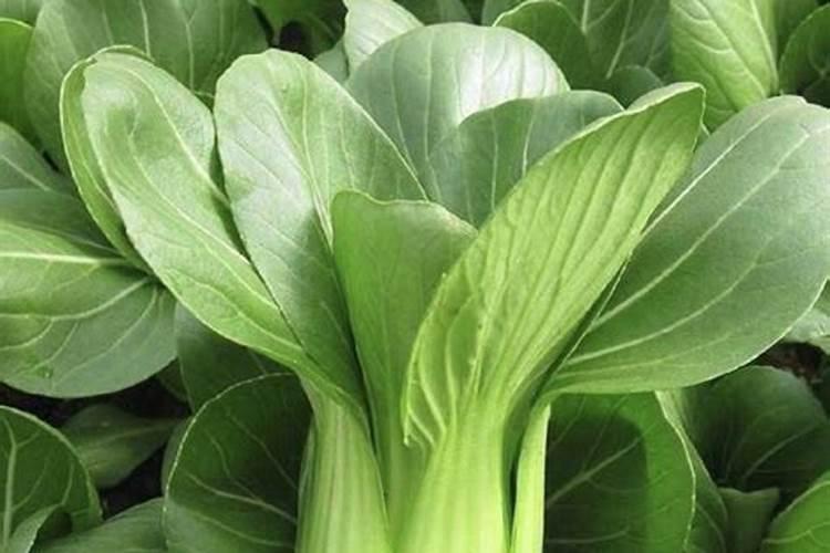 种油菜一亩地要多少肥料