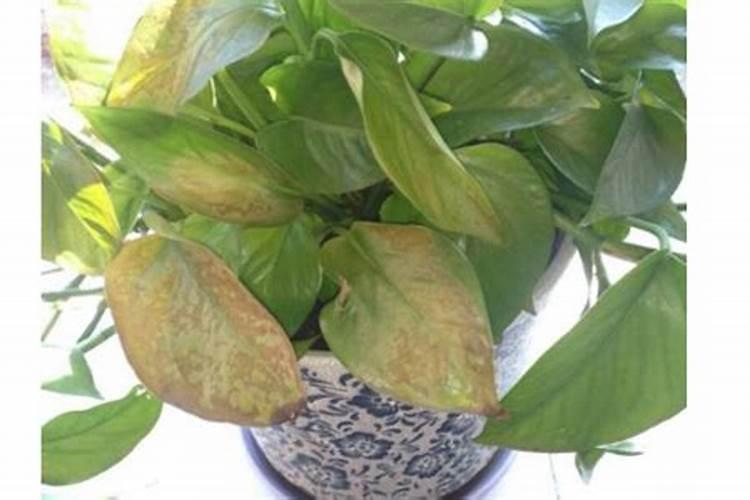 我家绿萝没有买的时候茂盛了,黄叶较多,该施什么肥料？