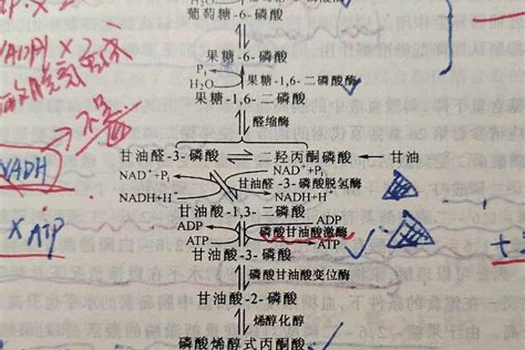 白对虾池水是蓝绿藻泼乳酸菌有好处吗