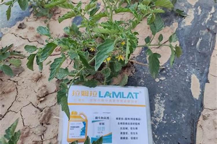 柑的栽培技术