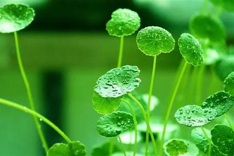 打京稻草药打在栽的水稻苗上会死吗