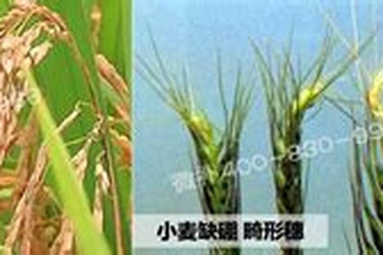流态硼可以浇根吗