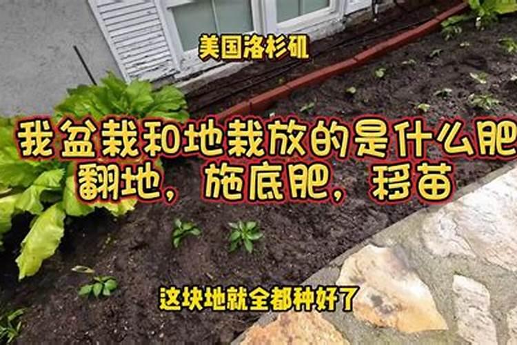 树苗的时候下面要垫什么肥料？