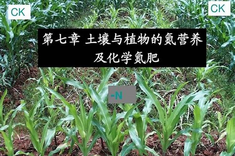 氮肥促进什么生长