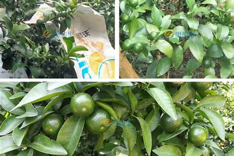 柑橘的施肥方法是什么？