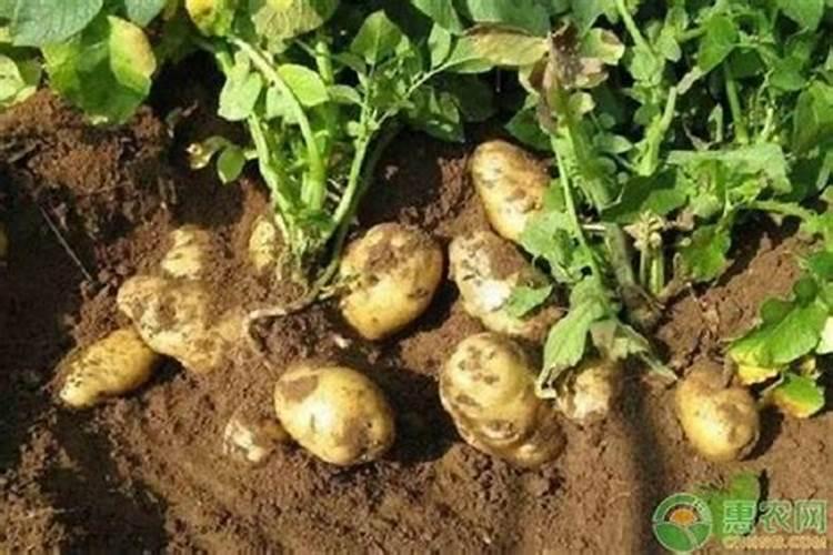 种土豆用什么肥料好 用什么肥料好种土豆