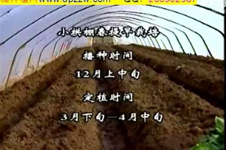 大棚茄子在苗期施用什么微量元素肥料？？