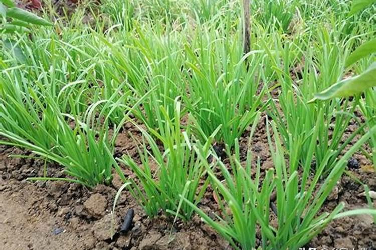 请问老师西瓜在什么时候追肥最好？施什么肥料？