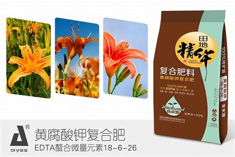黄花菜花蕾脱落是什么原因造成的？该如何防治？