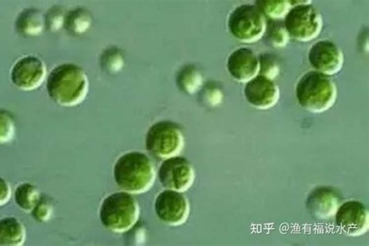 富营养化水体用什么肥水好