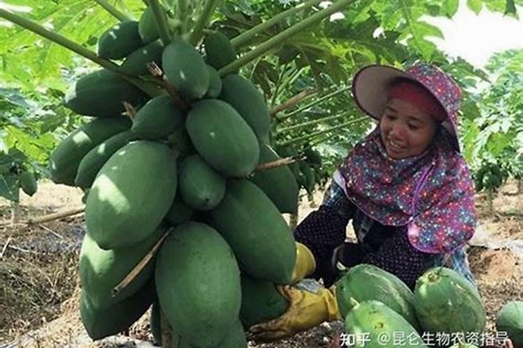 鹌鹑粪有什么用处