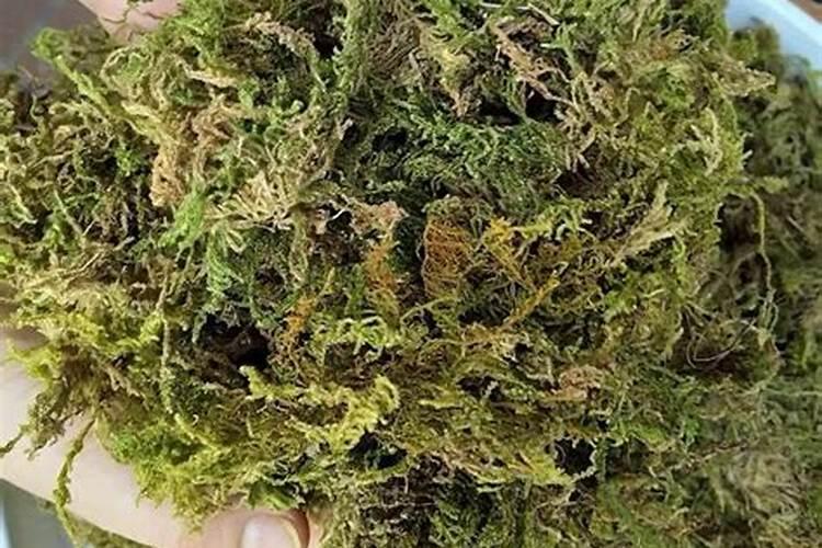 给铁皮石斛施肥的时候应该遵循哪些方法？