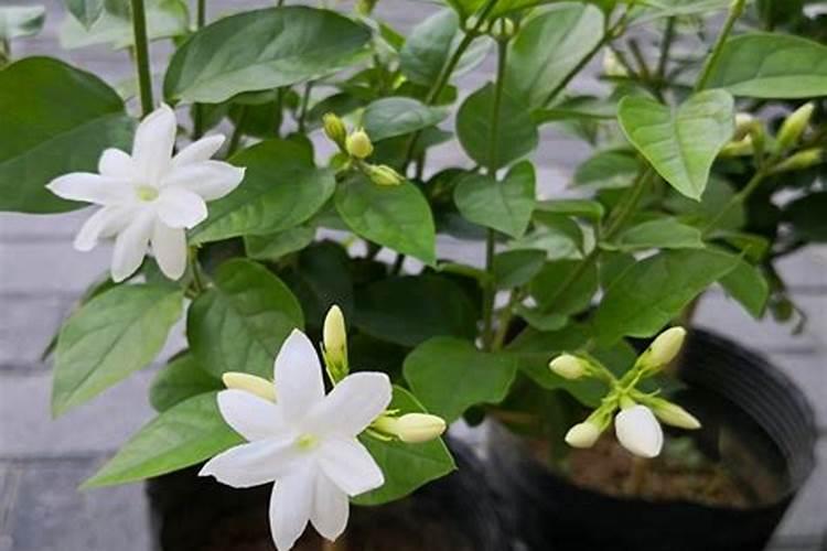 茉莉花用什么肥最好？