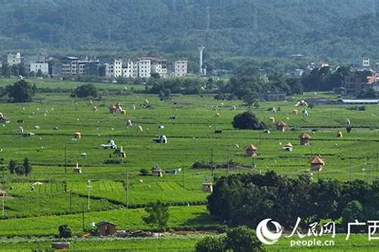 茉莉的施肥方法茉莉什么时候停止施肥？