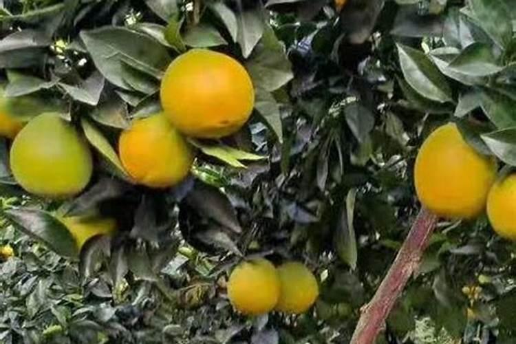 想要果树的果子又大又甜,该选用什么肥料？