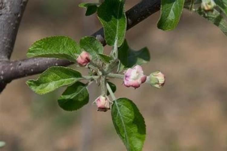 苹果花后喷药很关键,想要生产出优质的苹果,应该如何施药？