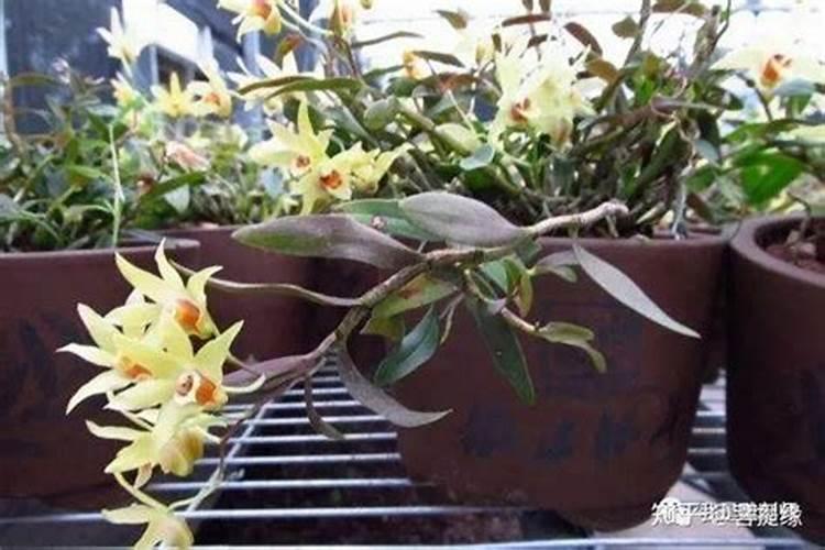 盆栽石斛兰花的叶面肥用那种好
