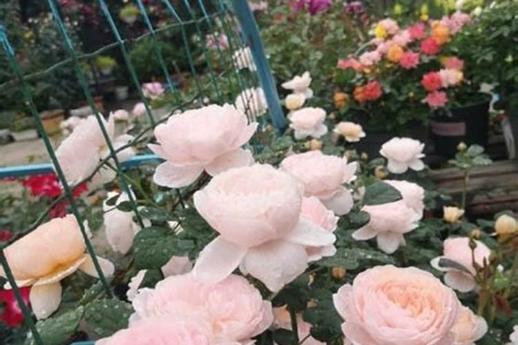 花卉叶面肥多久喷一次