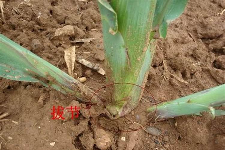 玉米拔节期的关键技巧 玉米病虫害防治总结