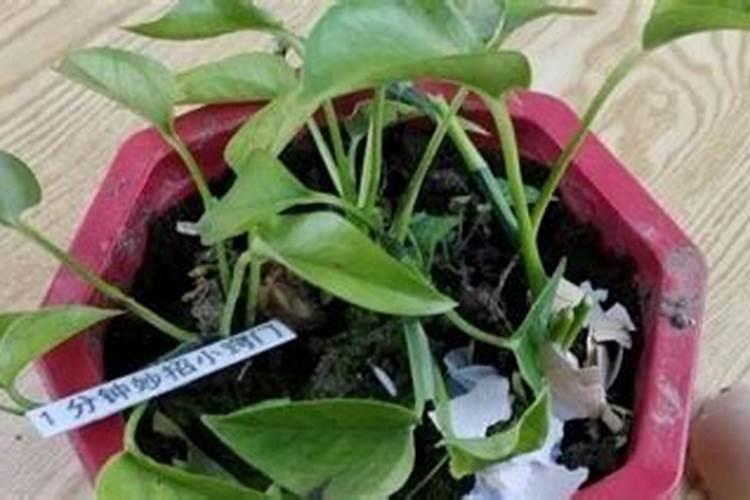 蛋壳可以当肥料放进花盆吗