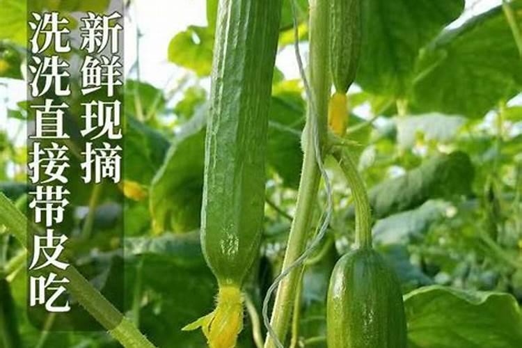 黄瓜施用叶面肥需要注意什么