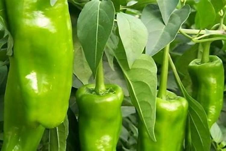 辣椒底肥用什么肥料好