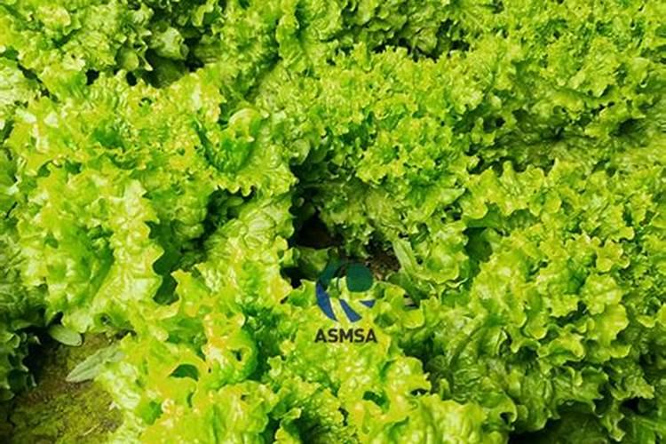 小青菜种植施肥方法和时间