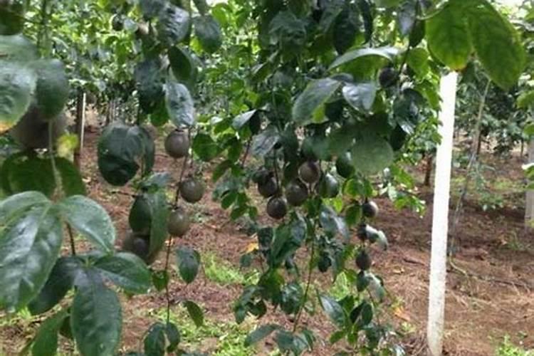 百香果如何施肥？百香果施肥方法