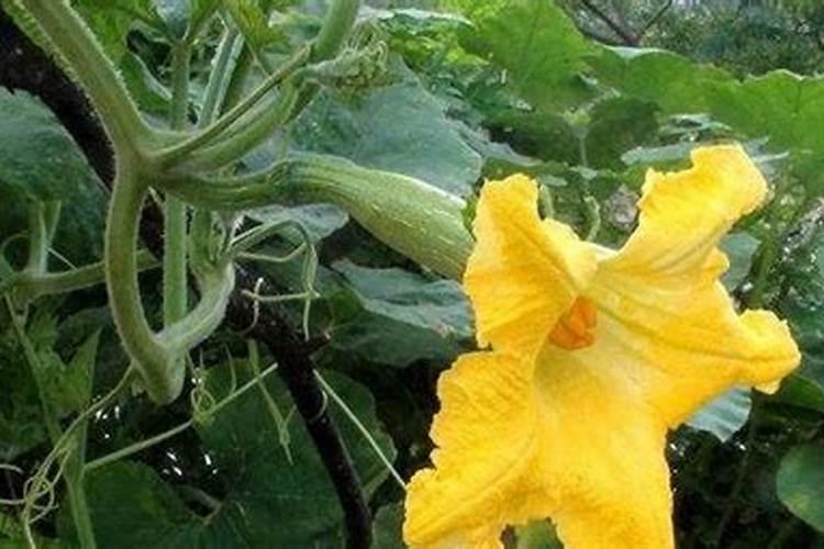 种植南瓜要想高产怎么办