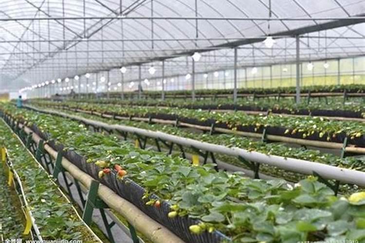 大棚种植草莓时,该如何去合理施肥呢？
