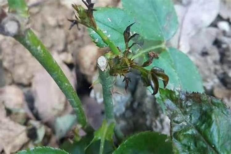 砂糖橘在萌芽时用叶面肥有什么影响吗