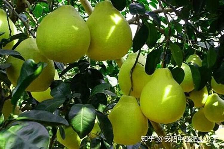 沙田柚在着色期的时候施肥时间是什么时候？还有施什么样的肥料科学？