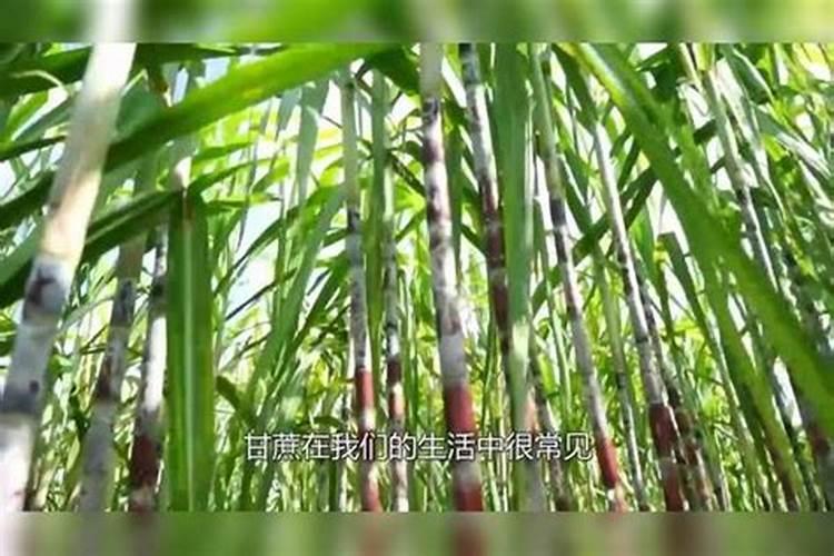 甘蔗可以用尿素追肥吗,怎样施肥才能又高又大