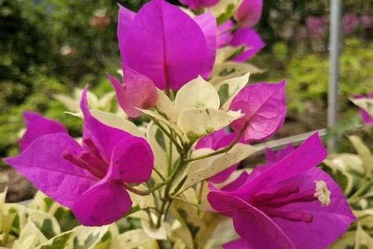 连续不断开花的三角梅花期施什么肥？