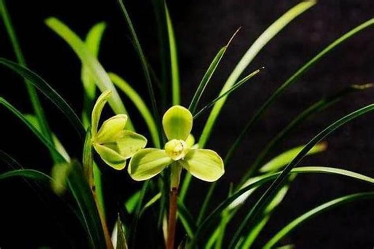 兰花用什么肥可以多开花,自制兰花肥料方法