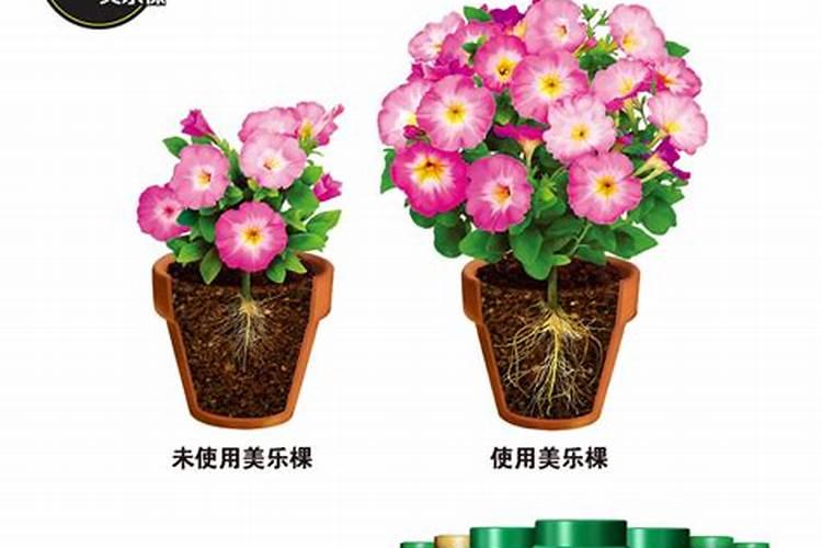 月季专用土可以种多肉吗