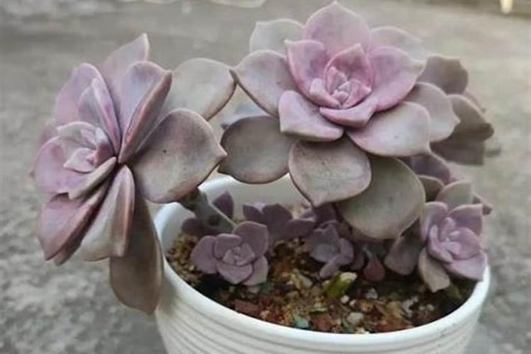 花多多系列肥到底有多少种