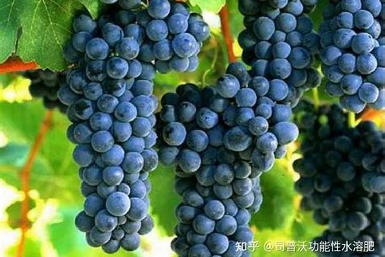葡萄采收后怎么样施肥