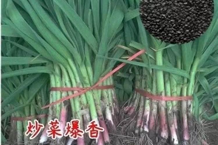 种的大蒜怎么样管理,才能使大蒜长的大？