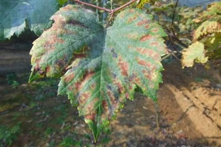 葡萄缺钾症状是怎么样？葡萄怎么用叶面肥来快速补充？