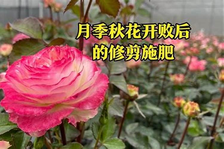 肥料使用方法有哪些