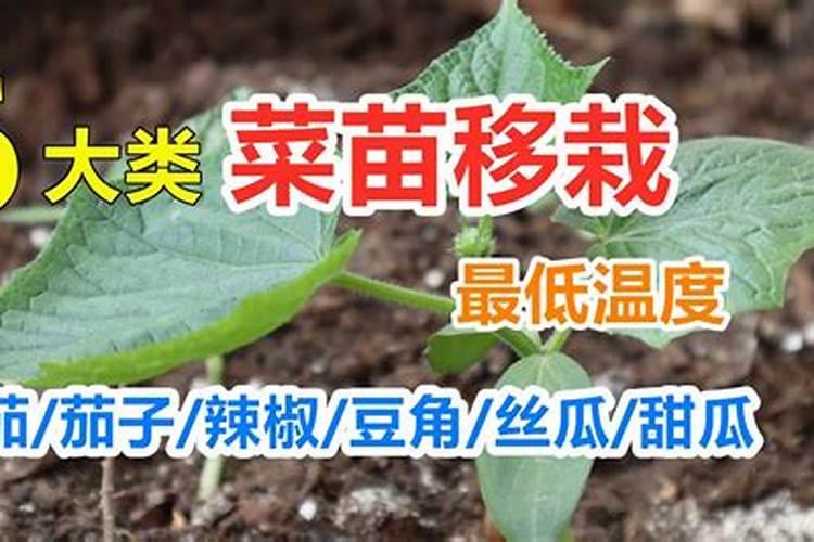 菜苗移栽几天后可施肥