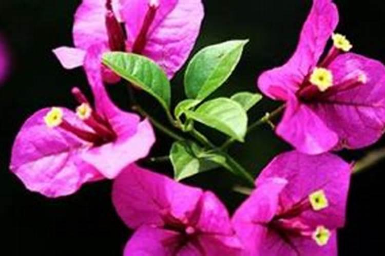 三角梅如何用药物促花