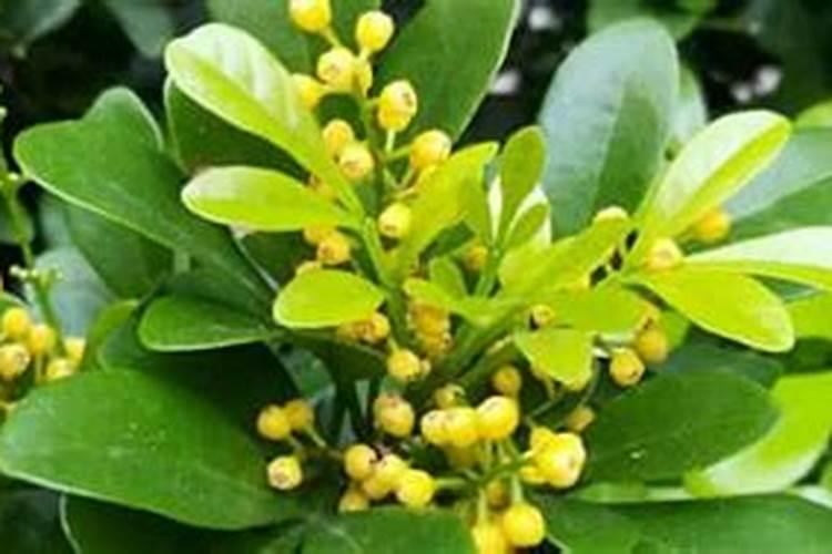 米兰花用什么肥料好